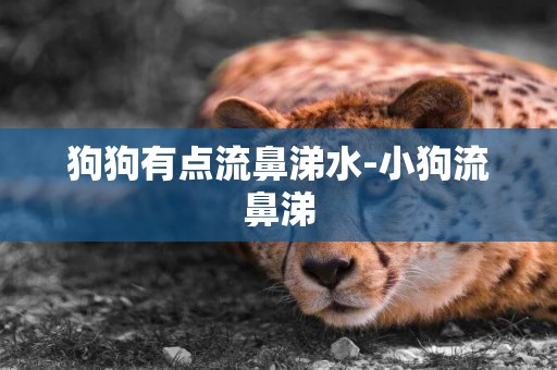 狗狗有點流鼻涕水-小狗流鼻涕