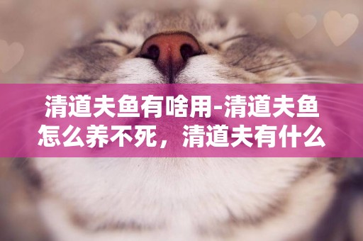 清道夫魚有啥用-清道夫魚怎么養不死，清道夫有什么作用對魚缸