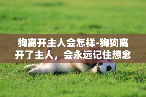 狗離開主人會怎樣-狗狗離開了主人，會永遠記住想念主人嗎？