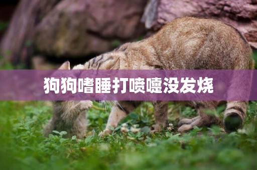 狗狗嗜睡打噴嚏沒發燒