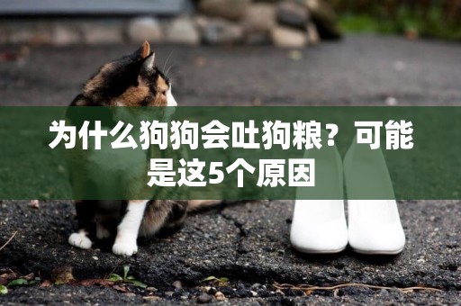 為什么狗狗會吐狗糧？可能是這5個原因