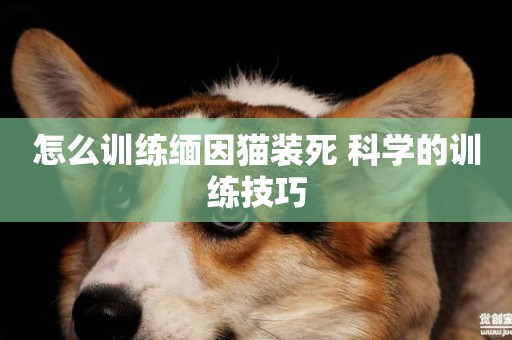 怎么訓練緬因貓裝死 科學的訓練技巧