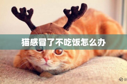 貓感冒了不吃飯怎么辦