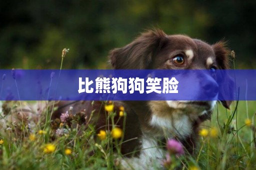 比熊狗狗笑臉