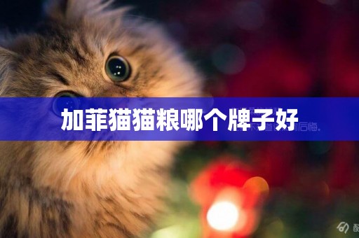 加菲貓貓糧哪個牌子好