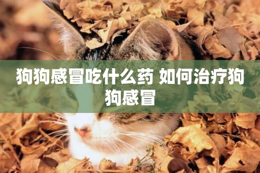 狗狗感冒吃什么藥 如何治療狗狗感冒