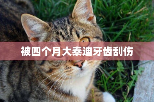 被四個月大泰迪牙齒刮傷