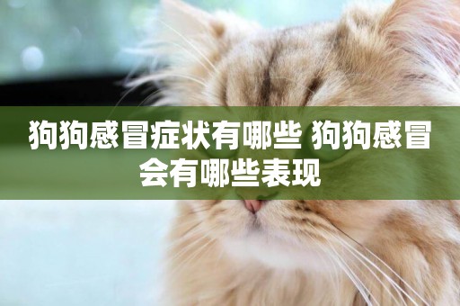 狗狗感冒癥狀有哪些 狗狗感冒會有哪些表現