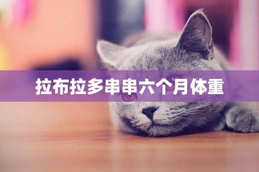 拉布拉多串串六個月體重