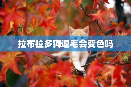 拉布拉多狗退毛會變色嗎