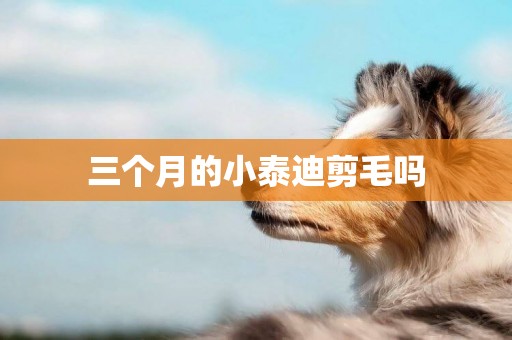 三個月的小泰迪剪毛嗎