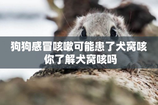 狗狗感冒咳嗽可能患了犬窩咳 你了解犬窩咳嗎
