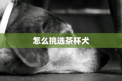 怎么挑選茶杯犬