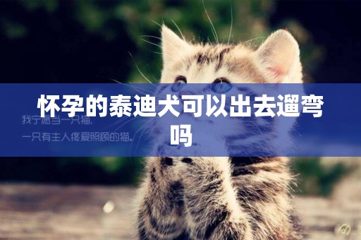 懷孕的泰迪犬可以出去遛彎嗎