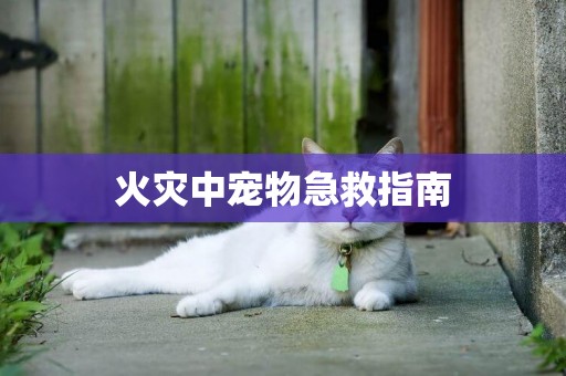 火災中寵物急救指南