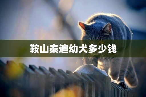 鞍山泰迪幼犬多少錢