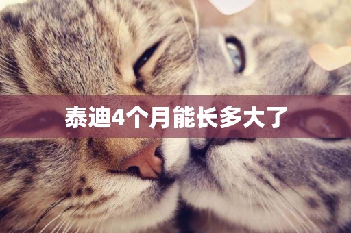 泰迪4個月能長多大了