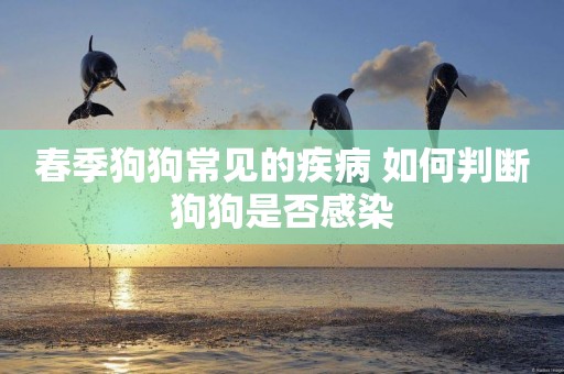 春季狗狗常見的疾病 如何判斷狗狗是否感染