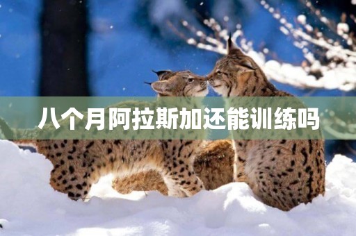 八個月阿拉斯加還能訓練嗎