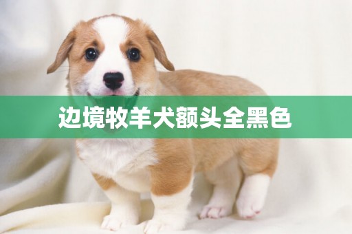 邊境牧羊犬額頭全黑色