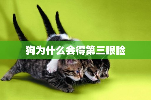 狗為什么會得第三眼瞼
