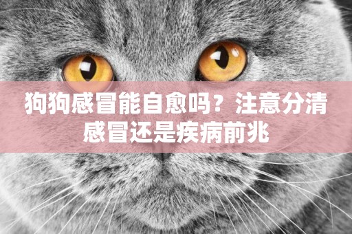 狗狗感冒能自愈嗎？注意分清感冒還是疾病前兆