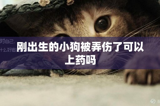 剛出生的小狗被弄傷了可以上藥嗎