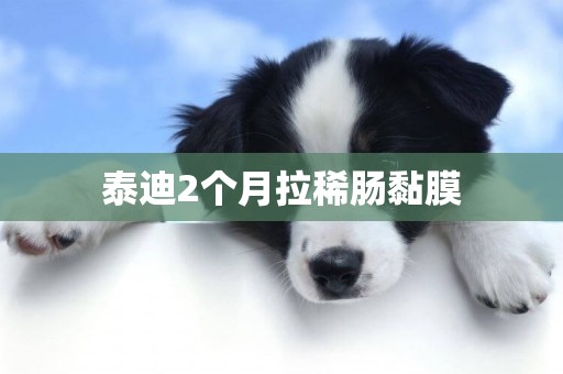 泰迪2個月拉稀腸黏膜
