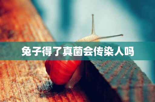 兔子得了真菌會傳染人嗎