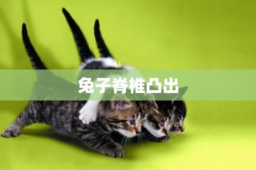 兔子脊椎凸出