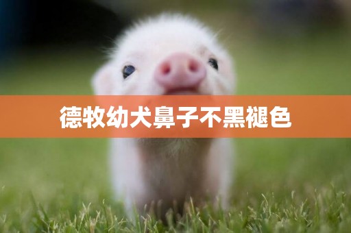 德牧幼犬鼻子不黑褪色