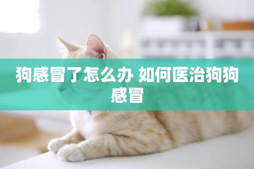 狗感冒了怎么辦 如何醫治狗狗感冒