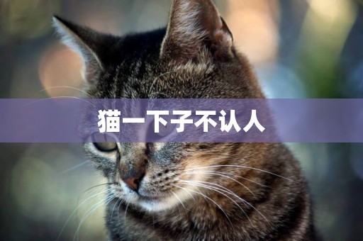 貓一下子不認人
