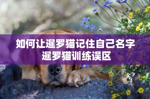 如何讓暹羅貓記住自己名字 暹羅貓訓練誤區