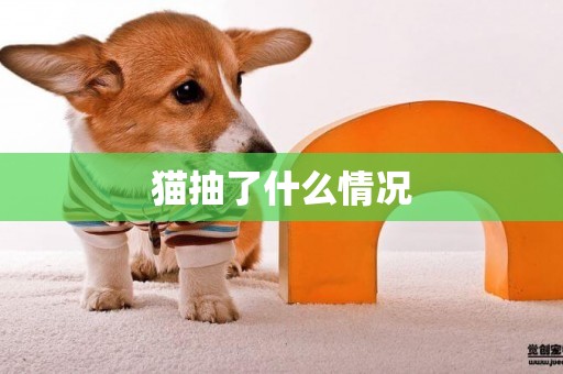 貓抽了什么情況