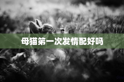 母貓笫一次發情配好嗎