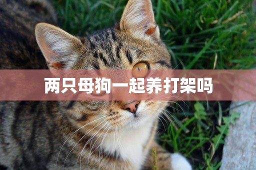 兩只母狗一起養打架嗎