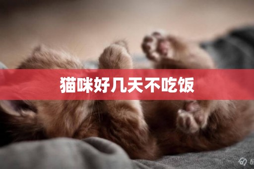 貓咪好幾天不吃飯