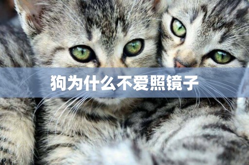 狗為什么不愛照鏡子