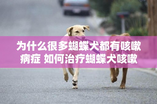 為什么很多蝴蝶犬都有咳嗽病癥 如何治療蝴蝶犬咳嗽