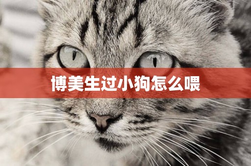 博美生過小狗怎么喂