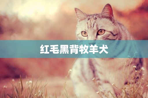紅毛黑背牧羊犬