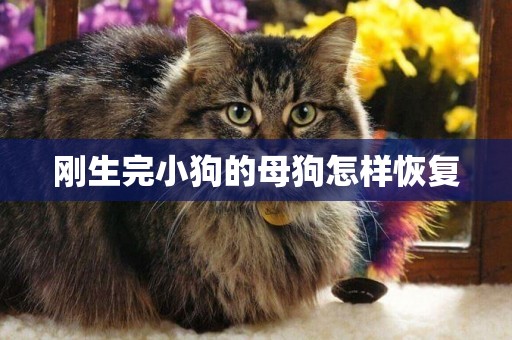 剛生完小狗的母狗怎樣恢復