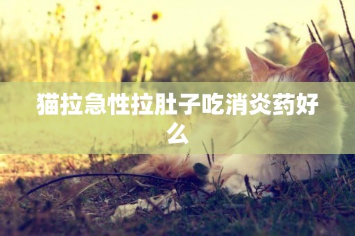 貓拉急性拉肚子吃消炎藥好么