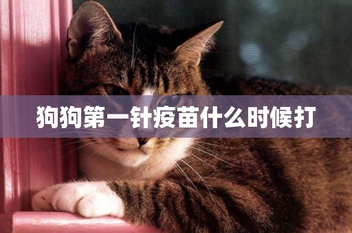 狗狗第一針疫苗什么時候打