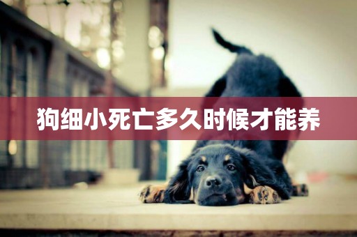 狗細小死亡多久時候才能養