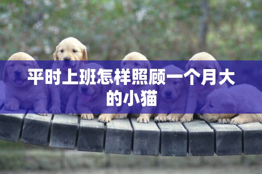 平時上班怎樣照顧一個月大的小貓
