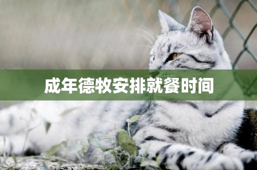 成年德牧安排就餐時間