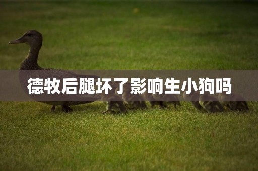 德牧后腿壞了影響生小狗嗎