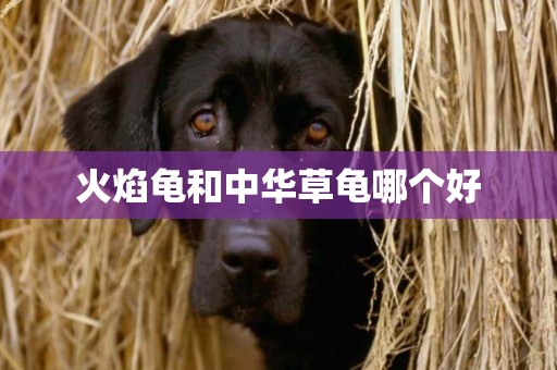 火焰龜和中華草龜哪個好